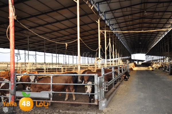 3ojojl shamal (14).JPG